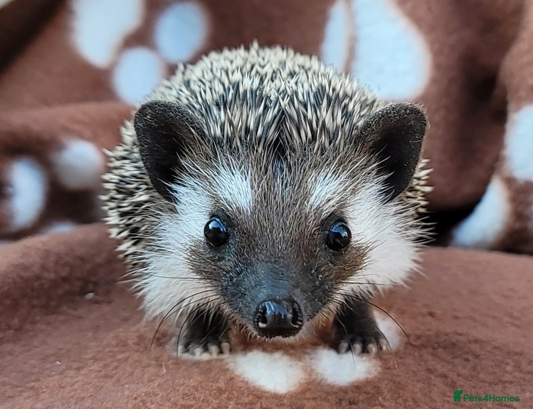 Pygmy Hedgehog rodents for sale: African Pygmy Hedgehog Hoglets  - Image 3