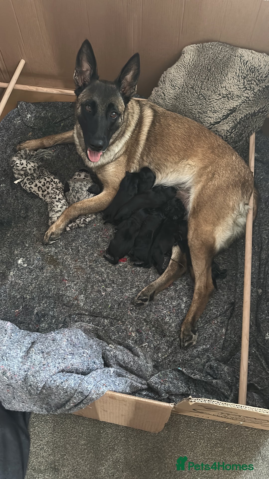 Mixed Breed dogs for sale: Belgian shepherd cross black Labrador  - Image 4