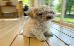 Poochon dogs for sale: Beautiful Poochon Boy Puppy - Image 3