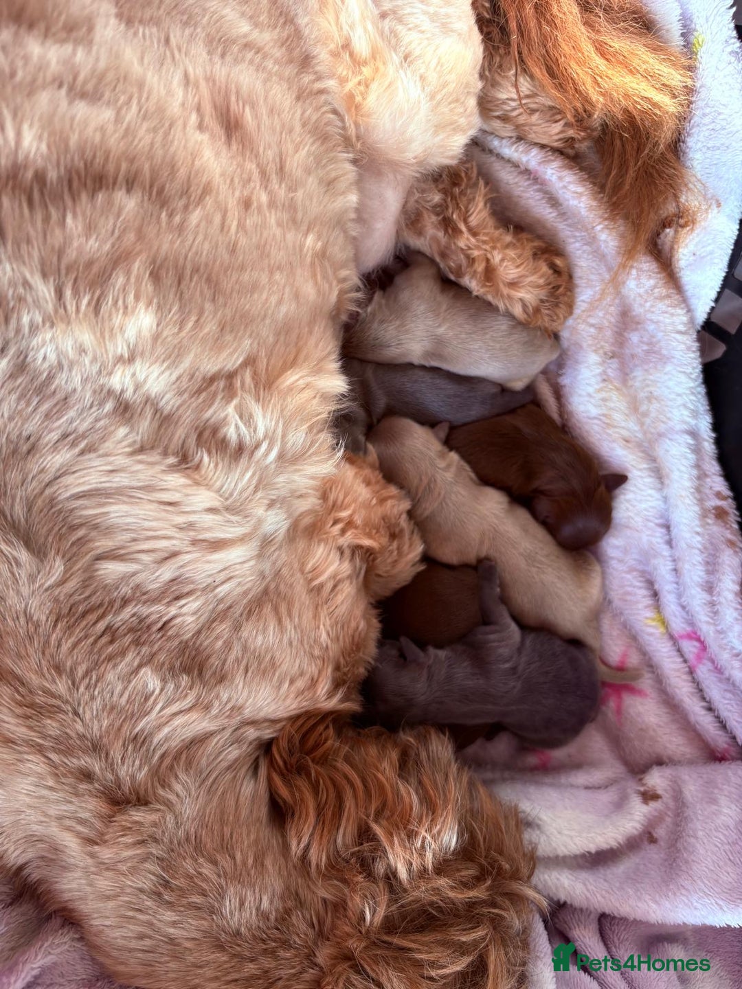 Shih Tzu dogs for sale: Exceptional KC Registered Health Tested - Advert 6