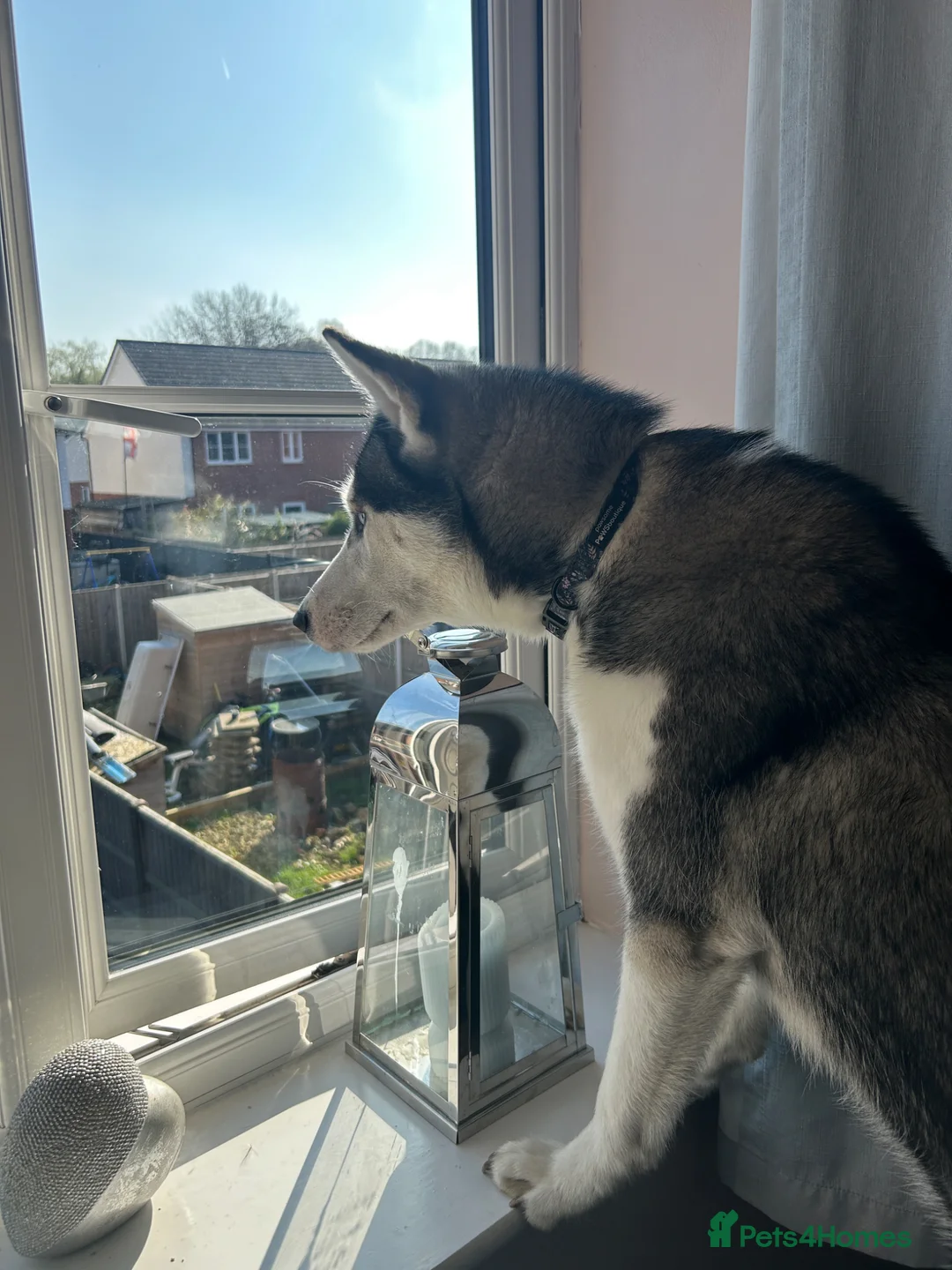 Siberian Husky dogs for sale:  Beautiful 10 Month Bitch.  - Advert 12