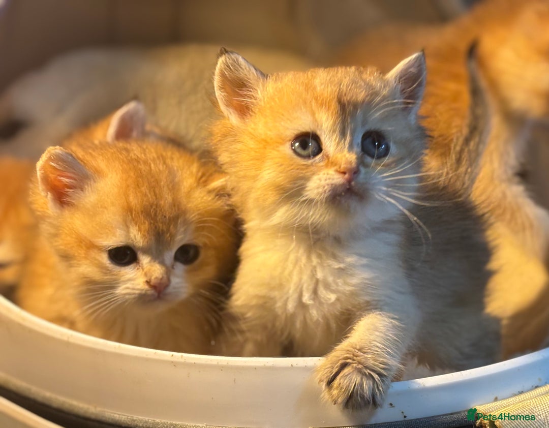 British Shorthair cats for sale: Full Pedigree Golden tipped British Shorthair - Advert 4