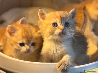 British Shorthair cats Full Pedigree Golden tipped British Shorthair - Advert 2