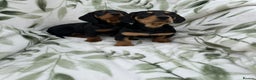 Dachshund dogs for sale: 2 Beautiful dachshunds left!!! - Advert 11