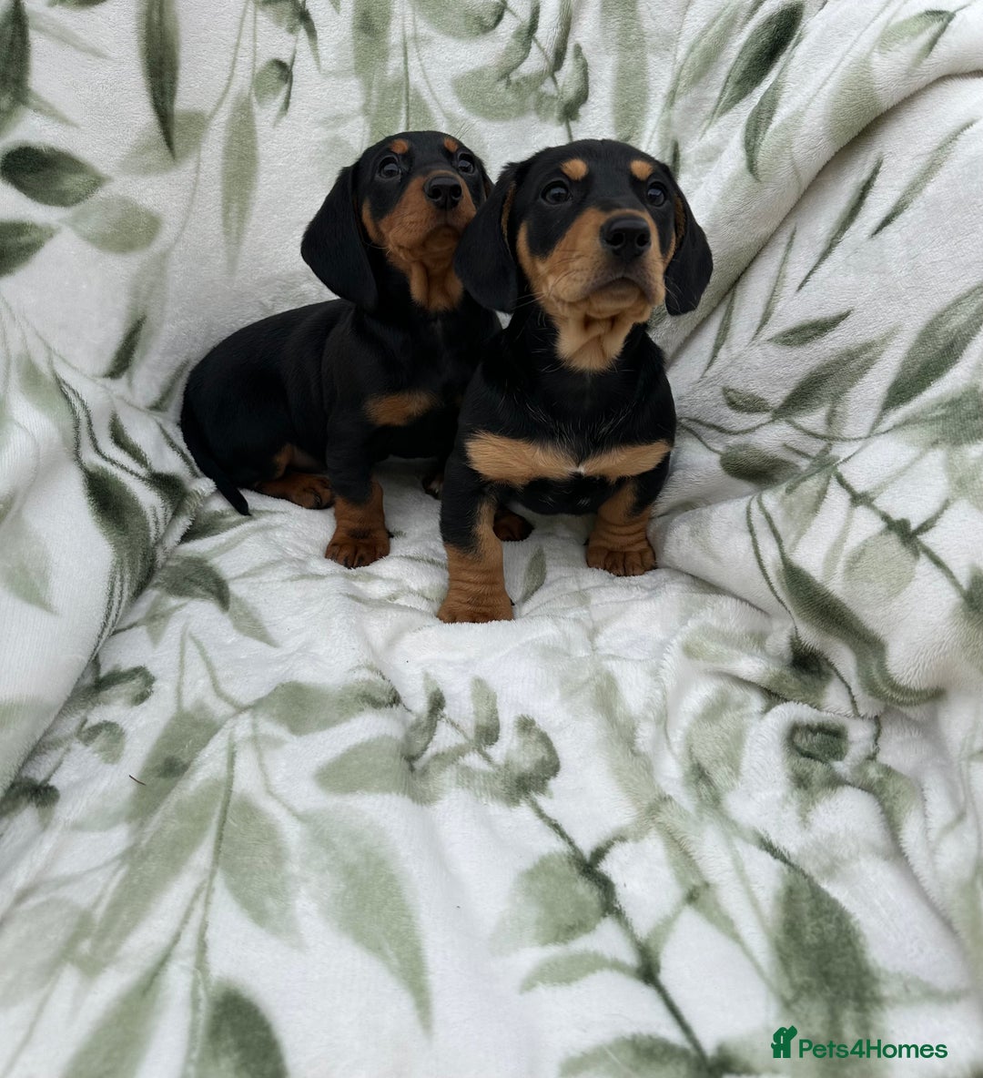 Dachshund dogs for sale: 2 Beautiful dachshunds left!!! - Advert 11