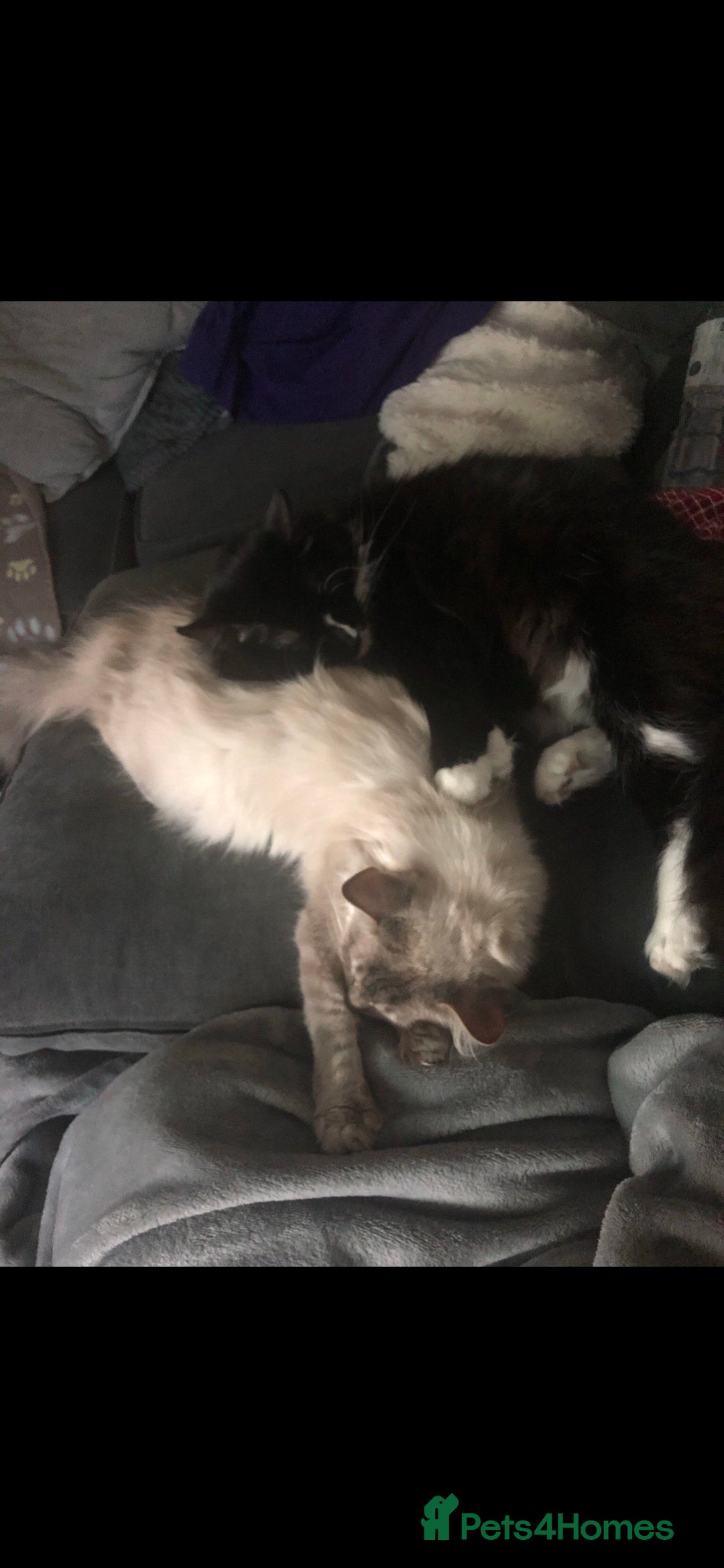 Ragdoll cats for sale: Two Ragdolls. Mom and Son. Ready for new home. - Image 1