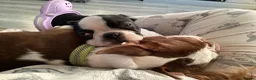 Boston Terrier dogs for stud: PROVEN RED KC REG BOSTON TERRIER  - Advert 2