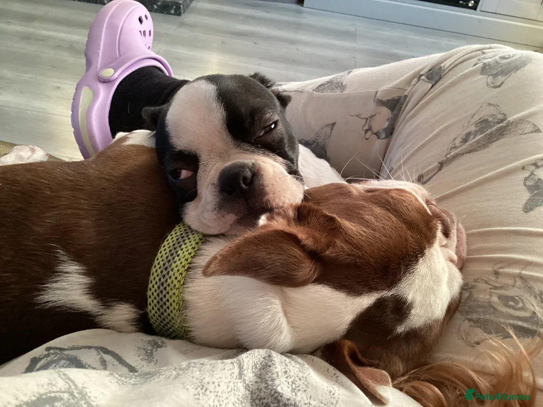 Boston Terrier dogs for stud: PROVEN RED KC REG BOSTON TERRIER  - Advert 2
