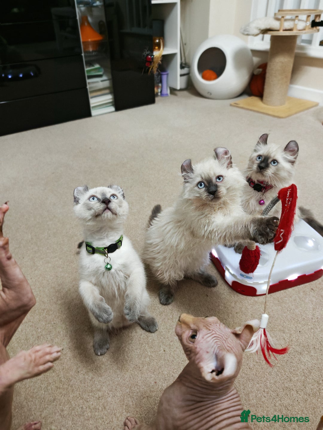 American Curl cats for sale: RARE, Unique, Affectionate American Curl Kittens!  - Advert 30
