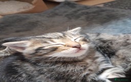 Mixed Breed cats for sale: Playful & cuddly Tabby-Bengal-Mix Kittens £200 - Image 8