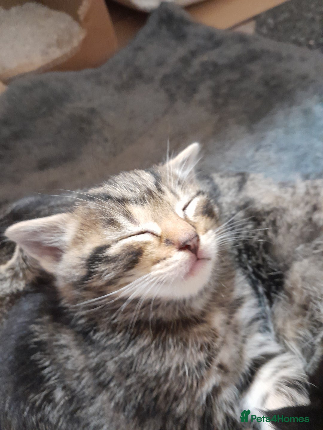 Mixed Breed cats for sale: Playful & cuddly Tabby-Bengal-Mix Kittens £200 - Image 8