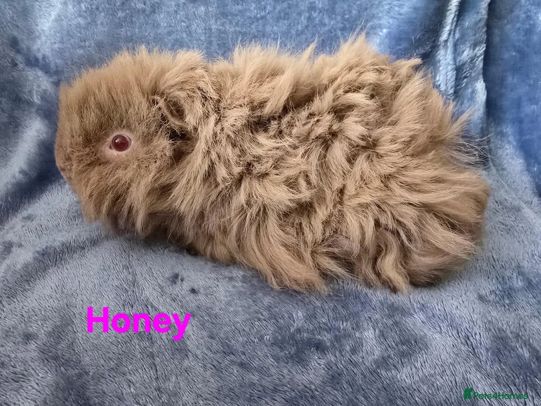 Guinea Pig rodents for sale: 2 Lunkarya Sows  - Advert 2