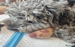 Cockapoo dogs for sale: Loving forever homes wanted. Perfect Cockapoo's.   - Image 10