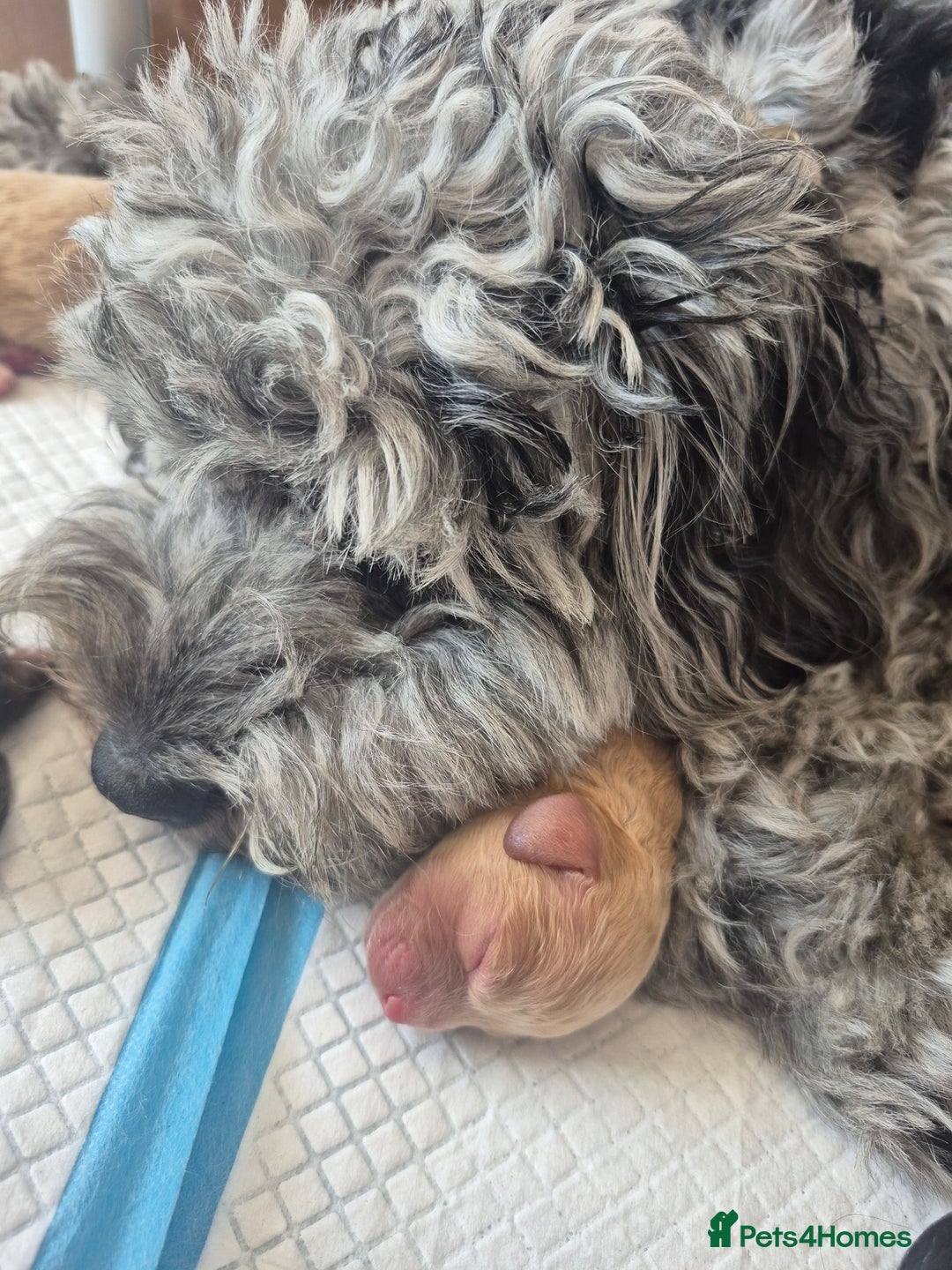 Cockapoo dogs for sale: Loving forever homes wanted. Perfect Cockapoo's.   - Image 10