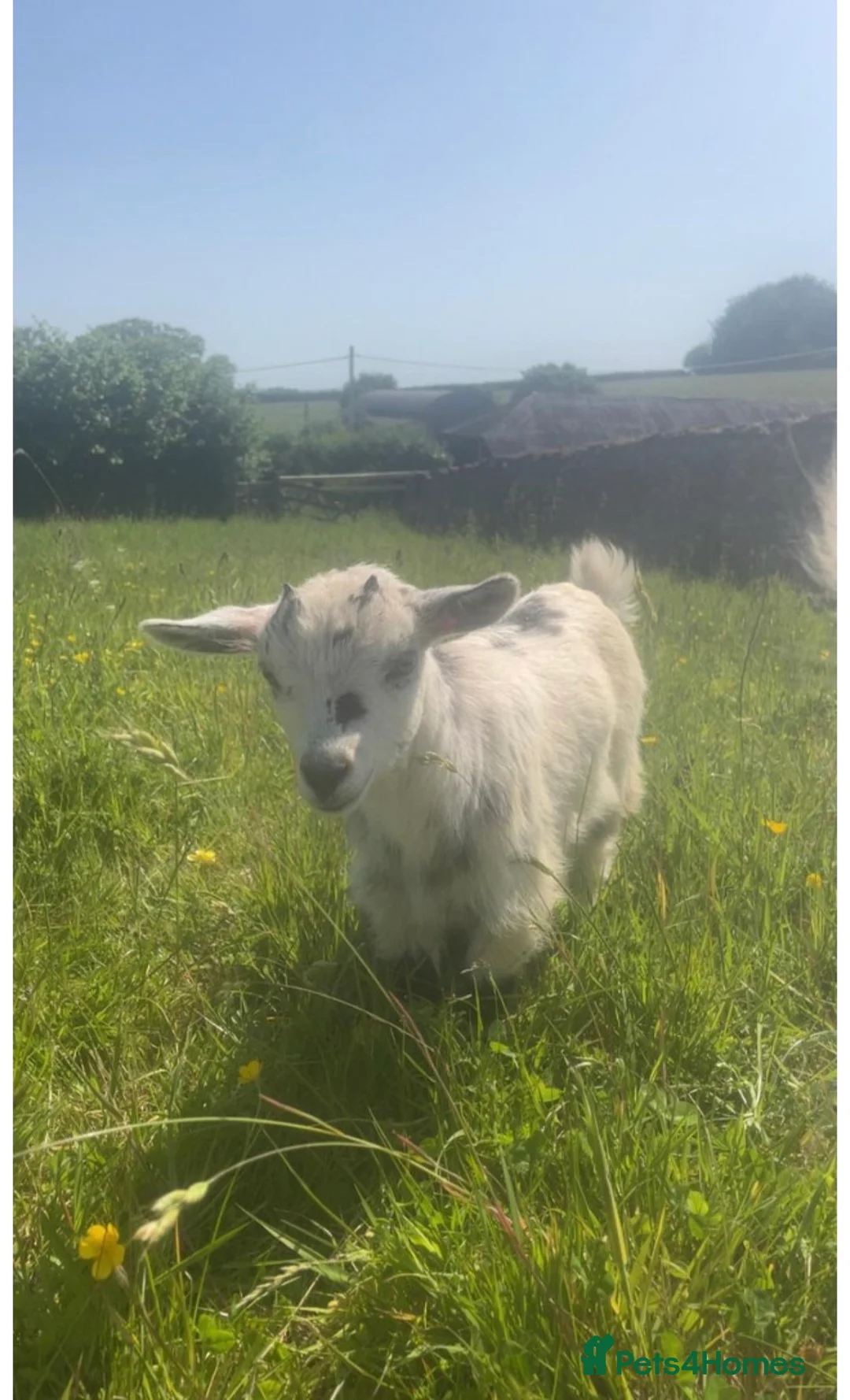 Goats livestock for sale: 2 gorgeous Pygmy nanny’s for sale  - Advert 1