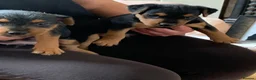 Lakeland Terrier dogs for sale: Lakeland terrier pups  - Advert 7