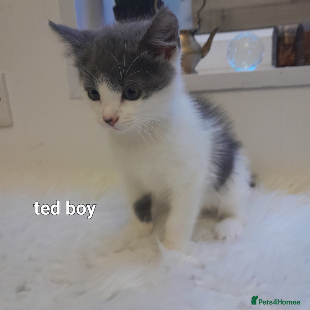 Siamese cats for sale: Bi colour blue and white kittens - Image 26