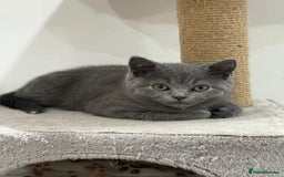 British Shorthair cats for sale: British shorthair kitten”Ready now” - Image 11