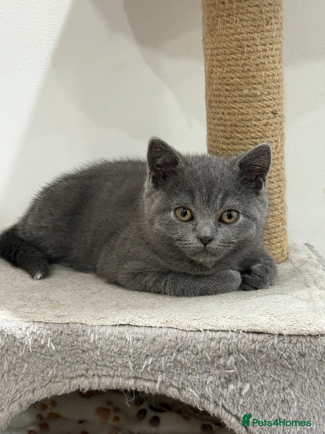 British Shorthair cats for sale: British shorthair kitten”Ready now” - Image 11