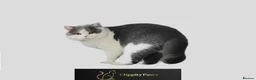 British Shorthair cats for sale: GCCF Registered chunky British Shorthair Kittens  - Advert 2