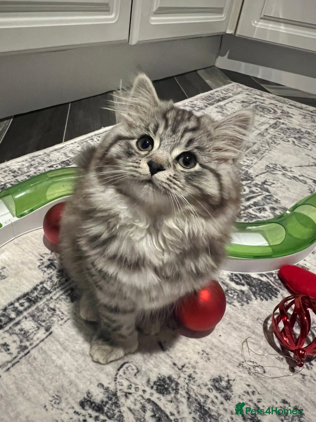 British Shorthair cats for sale: Kittens bsh blh - Advert 2