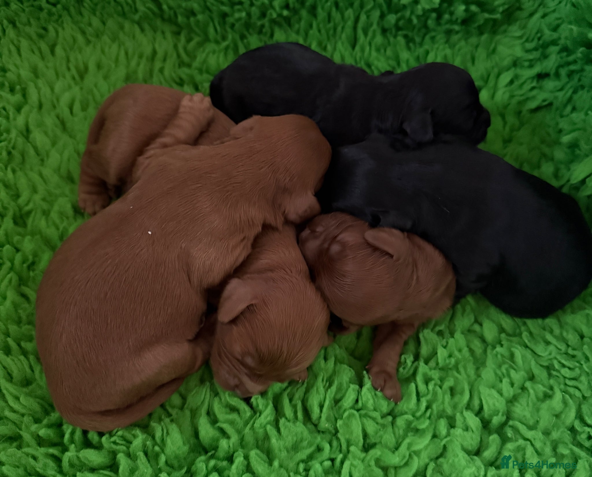 Cavapoo dogs Cavapoo health tested five ⭐️ licensed breeder - Advert 1