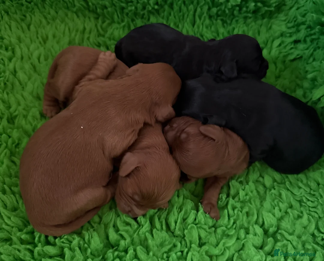 Cavapoo dogs for sale: Cavapoo health tested five ⭐️ licensed breeder - Advert 1