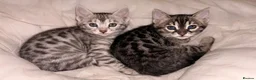 Bengal cats for sale: Tempest Bengal TICA registered kittens  - Advert 5