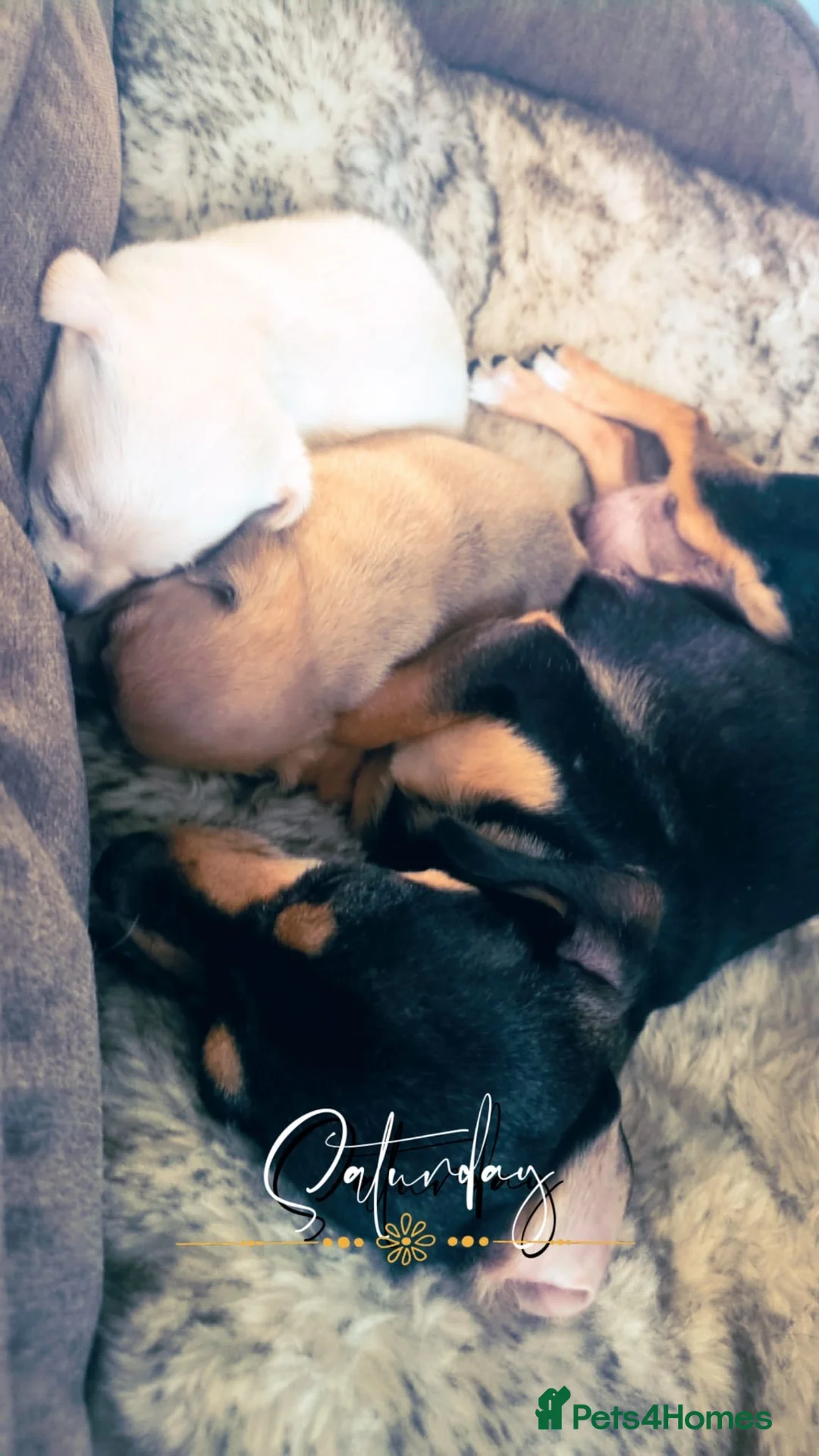 Chihuahua dogs for sale: 2 beautiful boys  - Advert 8
