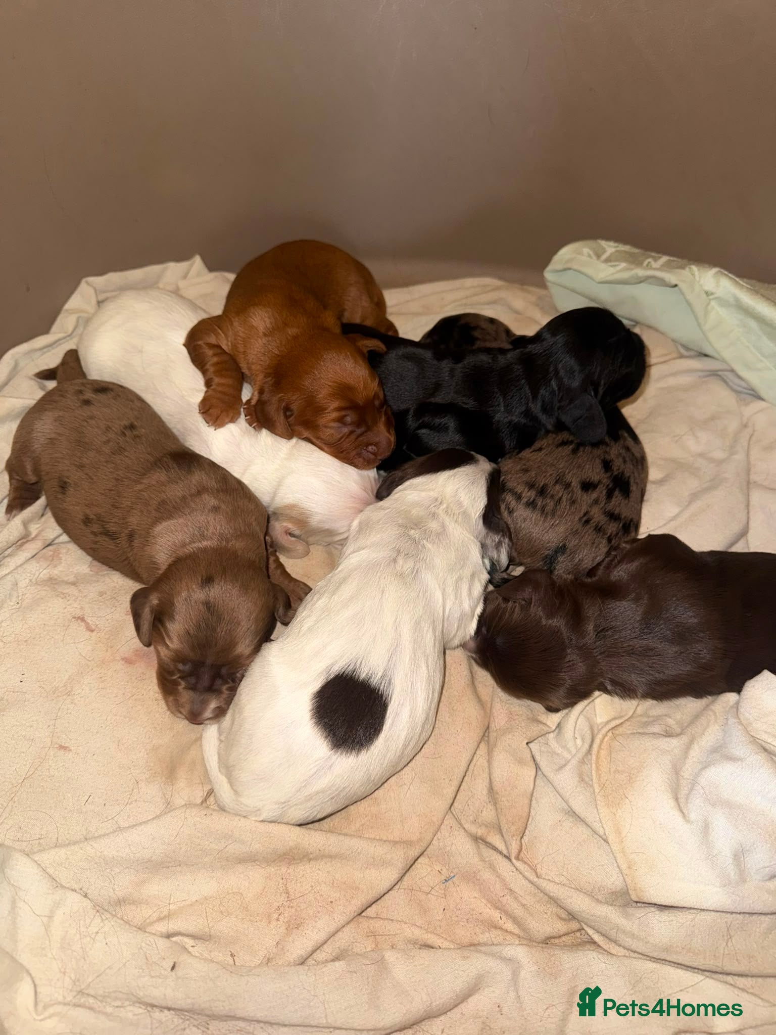 Cocker Spaniel dogs Beautiful & unique Cocker Spaniel litter  - Advert 1