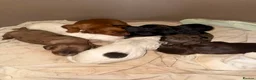 Cocker Spaniel dogs for sale: Beautiful & unique Cocker Spaniel litter  - Advert 1