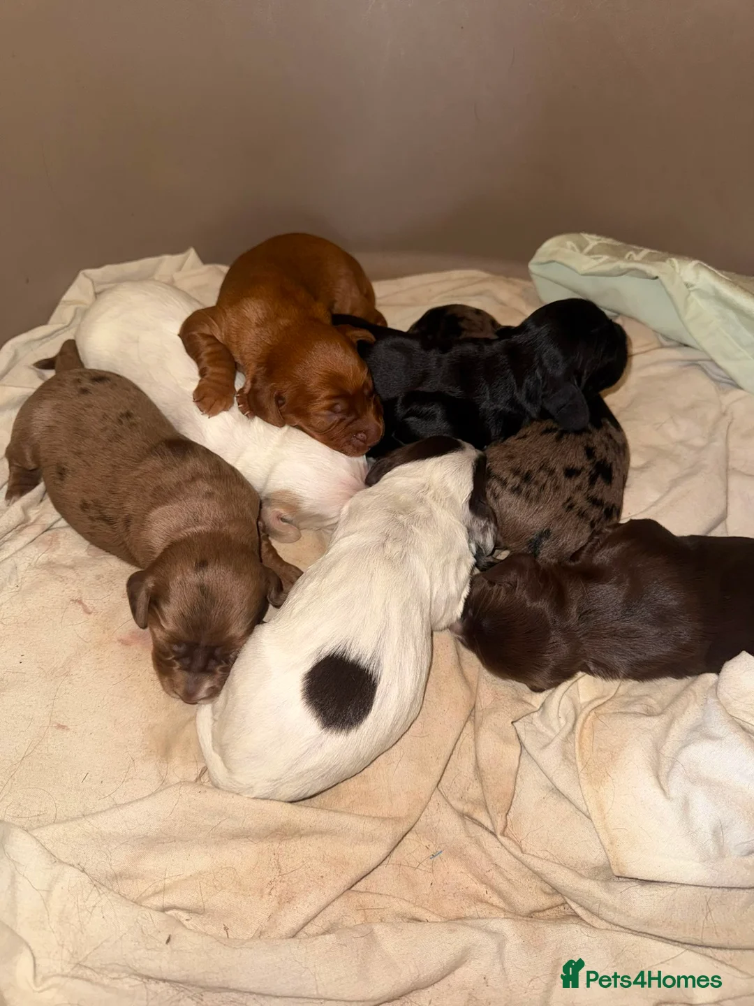 Cocker Spaniel dogs for sale: Beautiful & unique Cocker Spaniel litter  - Advert 1