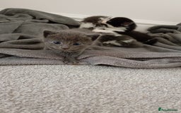Bombay cats for sale: BombayxRagdoll kitties  - Image 2