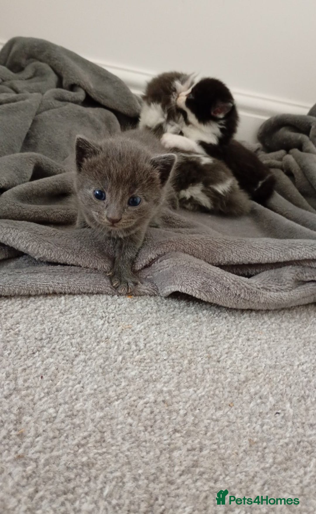 Bombay cats for sale: BombayxRagdoll kitties  - Image 2