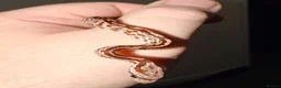Corn Snake reptiles for sale: Baby cornsnakes  - Advert 7