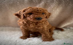 Miniature Poodle dogs for sale: 1 reserved 2 remaining ready 15th October  - Image 27