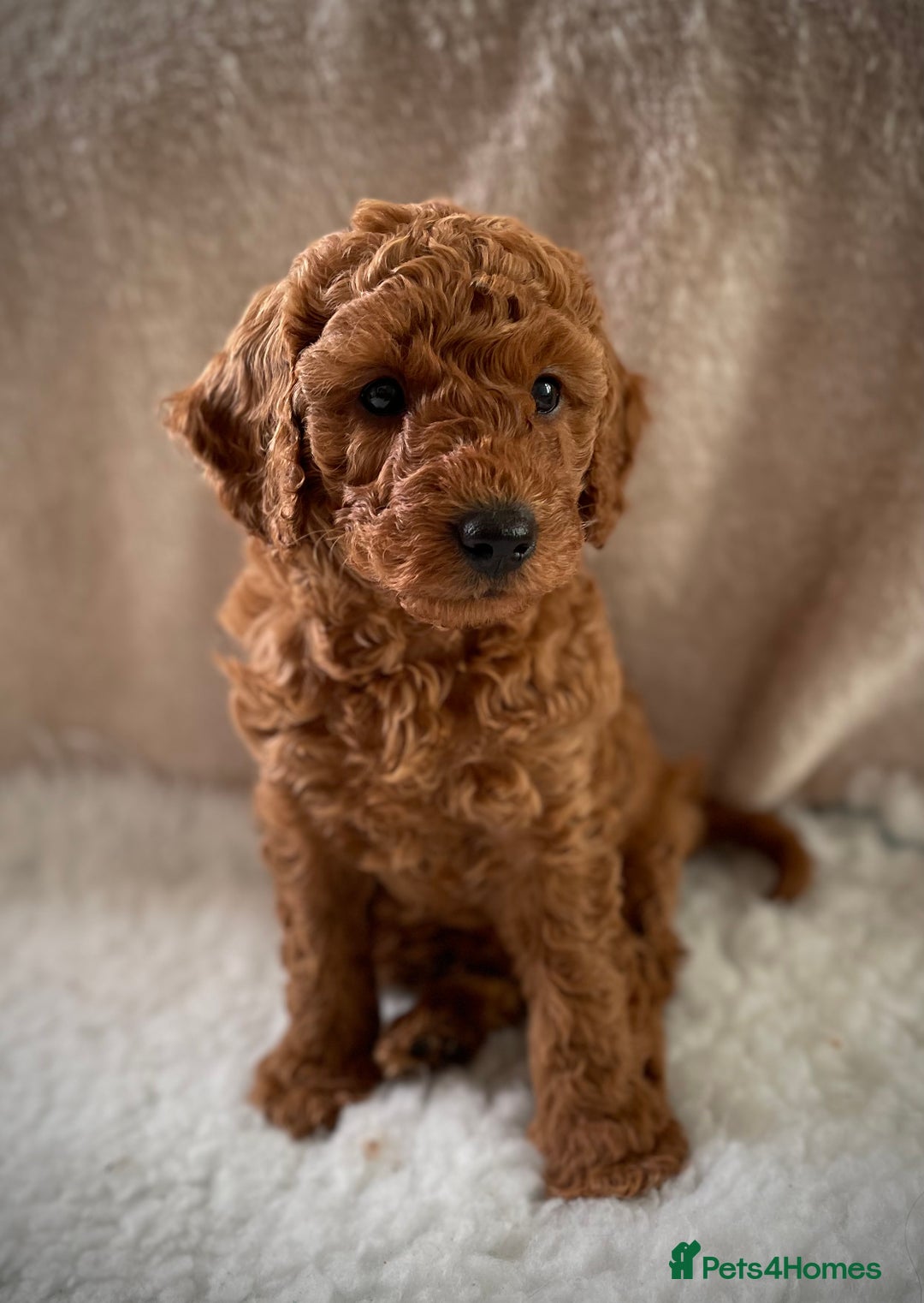 Miniature Poodle dogs for sale: 1 reserved 2 remaining ready 15th October  - Image 27