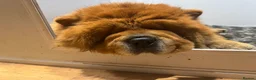 Chow Chow dogs for sale: Stunning Kc puppies  - Advert 2