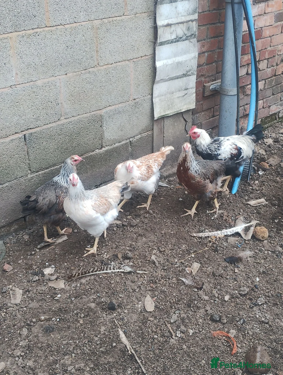 Chickens poultry for sale: Point of lay, chickens, Bantams, pullets  - Advert 2