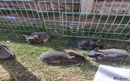 Mini Lion Lop rabbits for sale: Beautiful Blue Otter Mini Lionlops - Image 4