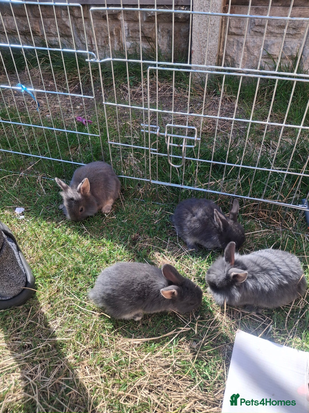 Mini Lion Lop rabbits for sale: Beautiful Blue Otter Mini Lionlops - Image 4
