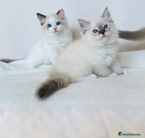 Ragdoll cats - Advert 4