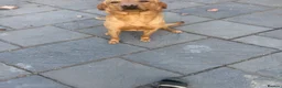 Labrador Retriever dogs for sale: Labrador male and female  - Advert 5