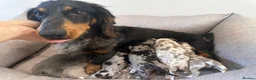 Miniature Dachshund dogs for sale: Beautiful Miniatures  in Edinburgh - Advert 5