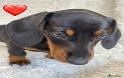Miniature Dachshund dogs for sale: Miniature duscuhund  - Image 20