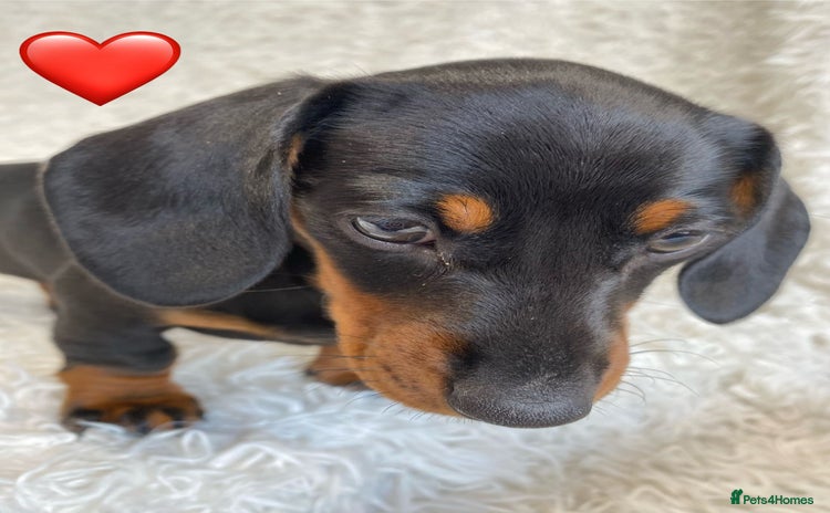 Miniature Dachshund dogs - Advert 12