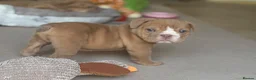 English Bulldog dogs for sale: English Bulldog Puppies  - Advert 32