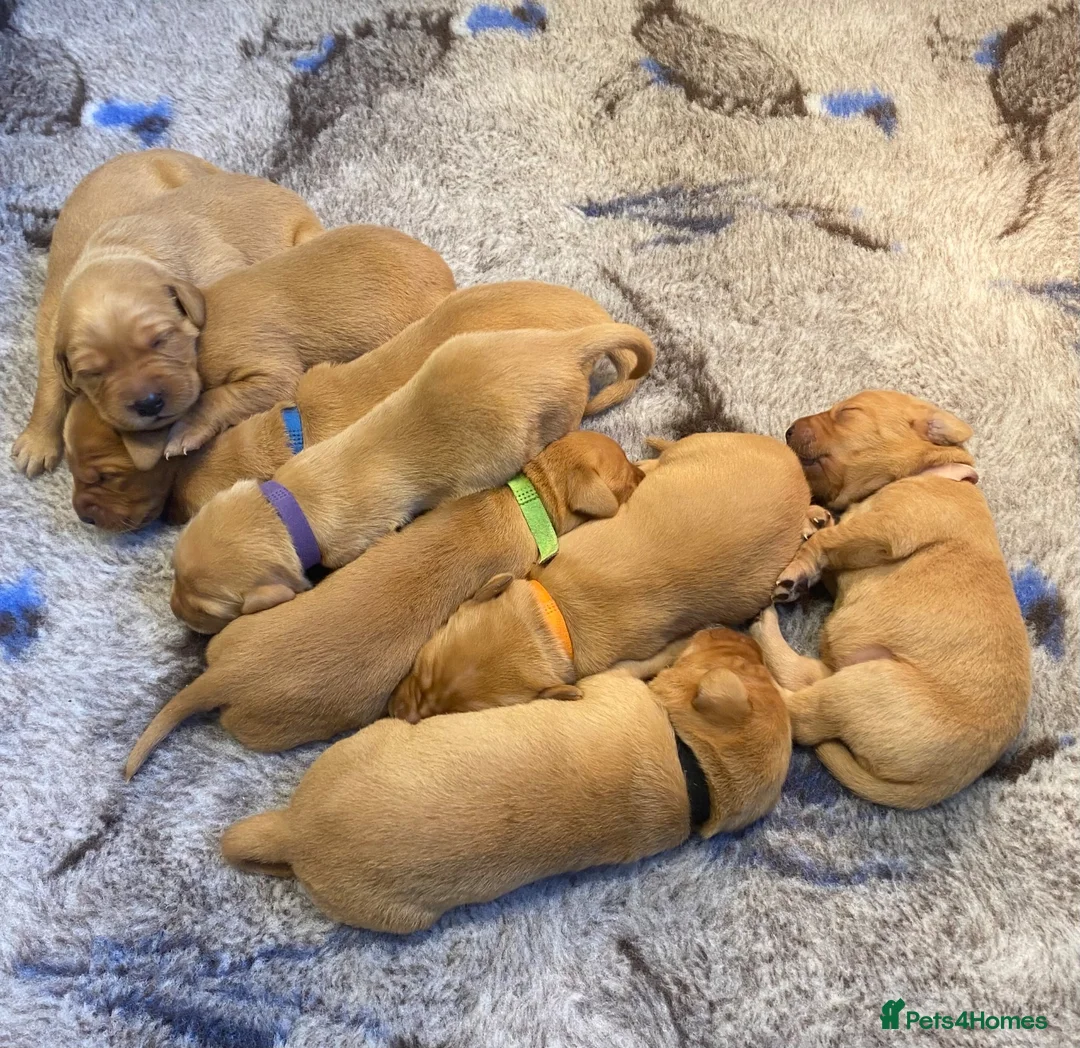 Labrador Retriever dogs for sale: FOX RED LAB PUPS PARENTS EXTENSIVELY HEALTH TESTED - Advert 1