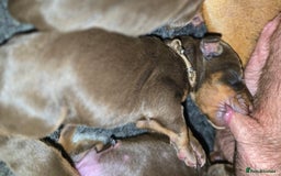 Dobermann dogs for sale: *HEALTH TESTED,HOME REARED,STUNNING DOBERMAN PUPS - Image 8