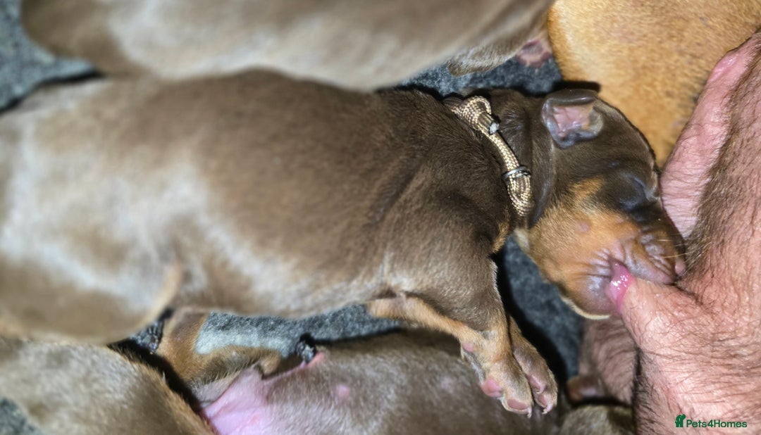 Dobermann dogs for sale: *HEALTH TESTED,HOME REARED,STUNNING DOBERMAN PUPS - Image 8